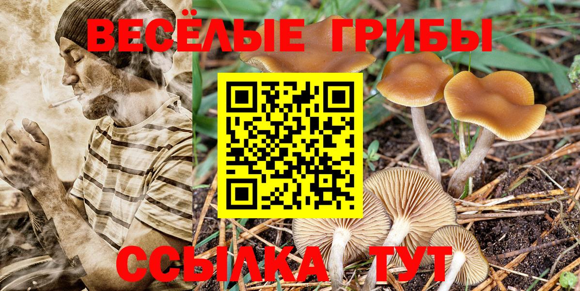 Галлюциногенные грибы MAGIC MUSHROOMS  Вход с VPN  что такое   Выборг  Псилоцибиновые грибы Magic Shrooms 